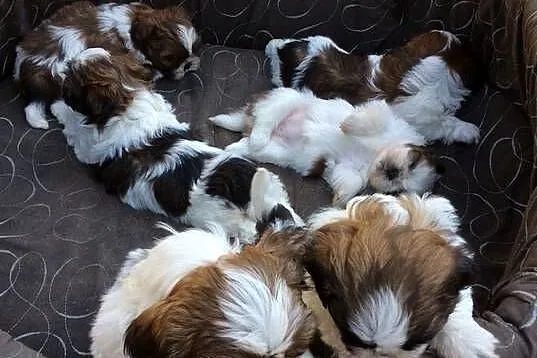 Shih TZU przepiękne szczeniaki tricolor i tricolor niebieskie wzorzec rasy, Świętokrzyskie, Klimontów