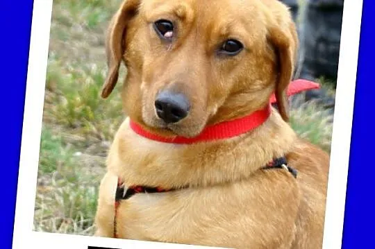 Jamnikowata sunia TINA,14 m-cy,urocza,spokojna,łag