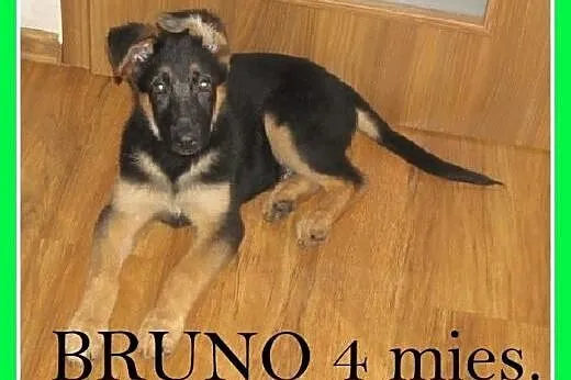 Szczeniak owczarka niem.piesek 4 mies. BRUNO.Adopcja,  małopolskie Kraków