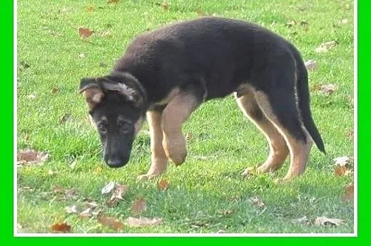 Szczeniak owczarka niem.piesek 4 mies. BRUNO.Adopc