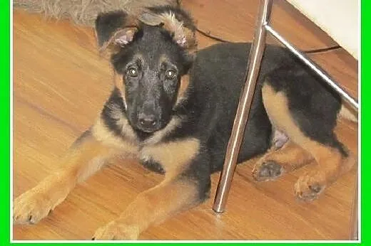Szczeniak owczarka niem.piesek 4 mies. BRUNO.Adopc