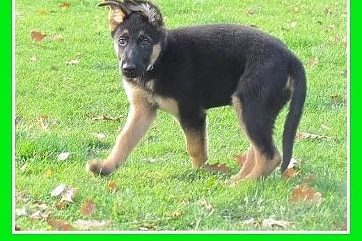 Szczeniak owczarka niem.piesek 4 mies. BRUNO.Adopc