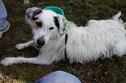 Młody energiczny Siwek szuka domu,  śląskie Katowi