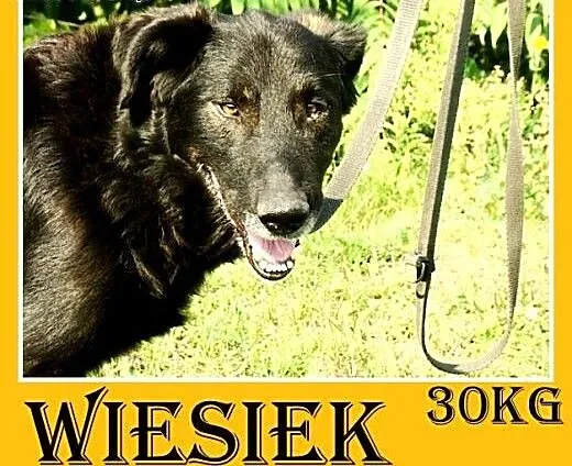 30kg,łagodny,spokojny,zrównoważony,duży pies WIESI