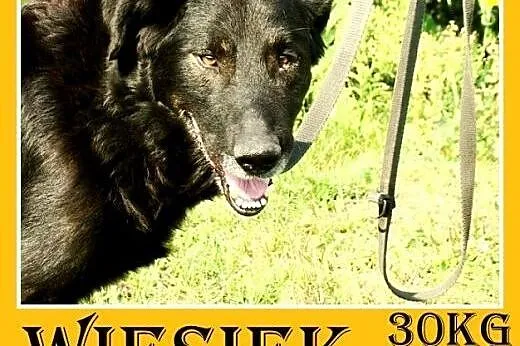 30kg,łagodny,spokojny,zrównoważony,duży pies WIESI