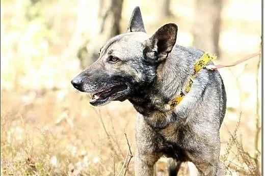 Niko-Uszatek pilnie poszukuje kochającego domu!,  