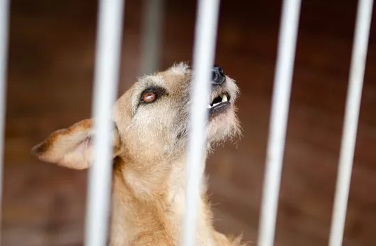 Fuks - wesoły, młody terrier mix szuka domu!  Fuks wrócił do naszego schroniska po roku od adopcji., , Warszawa