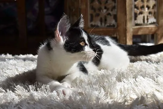 Celinka - mrucząca rezolutna kotka czeka na dom , , Wodzisław Śląski