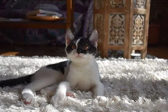 Celinka - mrucząca rezolutna kotka czeka na dom , , Wodzisław Śląski