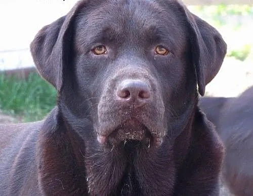 Iwan-czekoladowy labrador czeka na dom, małopolsk