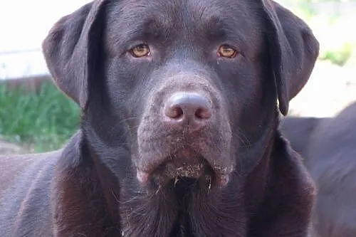 Iwan-czekoladowy labrador czeka na dom, małopolskie Kraków