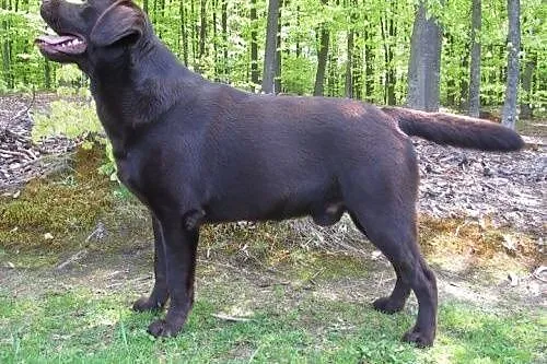 Iwan-czekoladowy labrador czeka na dom,  małopolsk