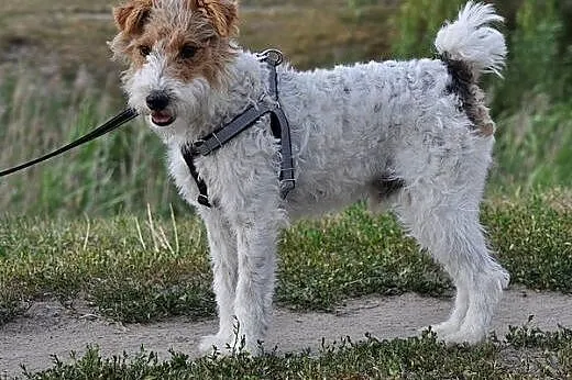 Feluś w typie teriera szuka kochającego domu!,  ma