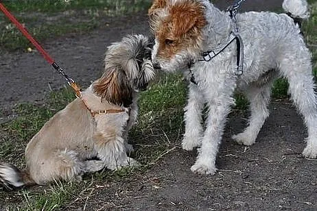 Feluś w typie teriera szuka kochającego domu!,  ma