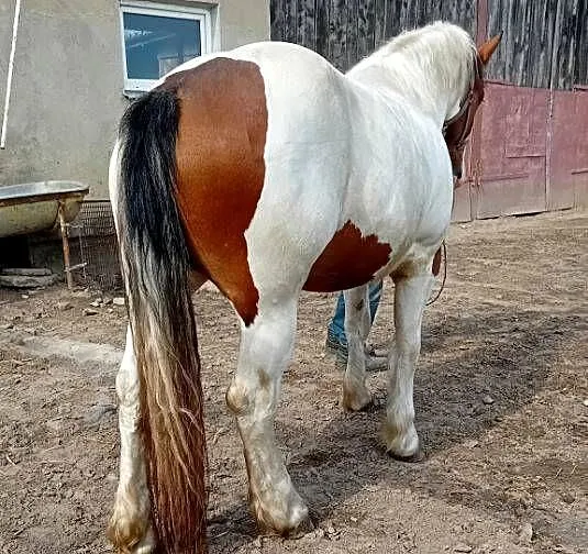 Klacz zimnokrwista srokata, Kujawsko-pomorskie, Kowal