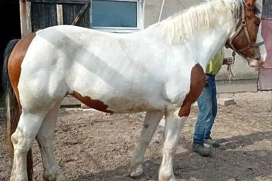 Klacz zimnokrwista srokata, Kujawsko-pomorskie, Kowal