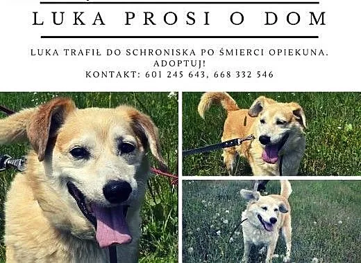 Luka wciąż czeka na dom, śląskie Katowice