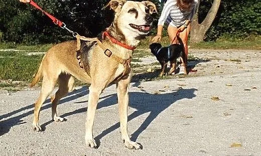 Radosna psinka Skinka, dolnośląskie Głogów