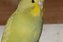 Papugi faliste