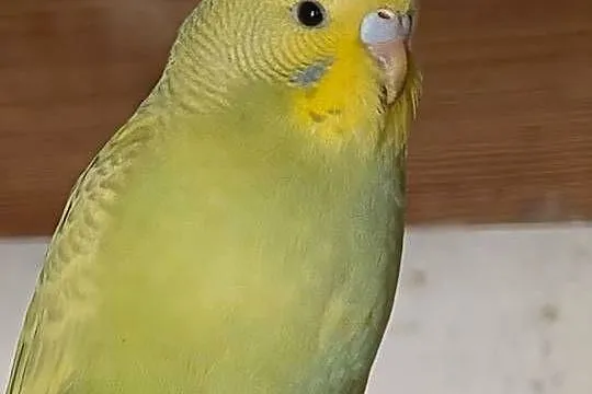 Papugi faliste