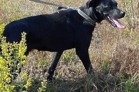 Nowa - okochaj uroczą czarnulkę - to piękna i niez