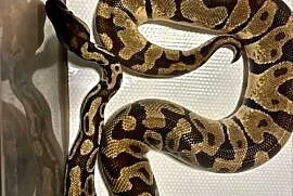 Pyton królewski (python regius) pastel enchi