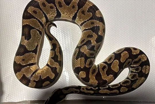 Pyton królewski (python regius) pastel enchi, Małopolskie, Kraków