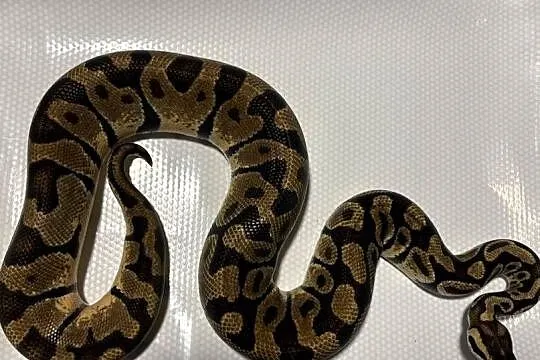 Pyton królewski (python regius) pastel enchi, Małopolskie, Kraków