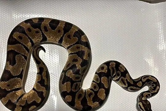 Pyton królewski (python regius) pastel enchi, Małopolskie, Kraków