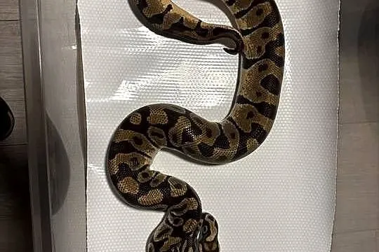 Pyton królewski (python regius) pastel enchi, Małopolskie, Kraków