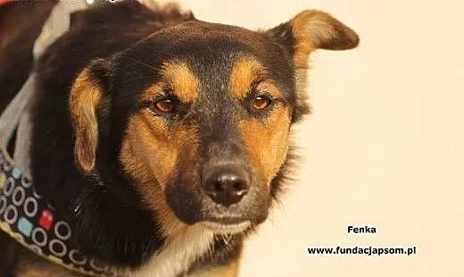 Fena - roczna sunia do adopcji, mazowieckie Nowy