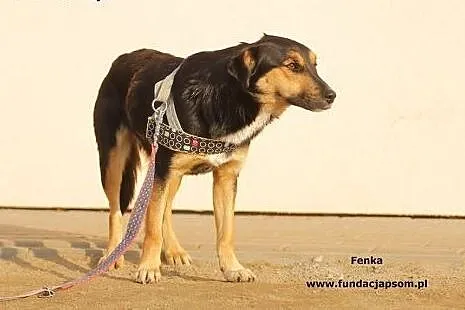 Fena - roczna sunia do adopcji,  mazowieckie Nowy 