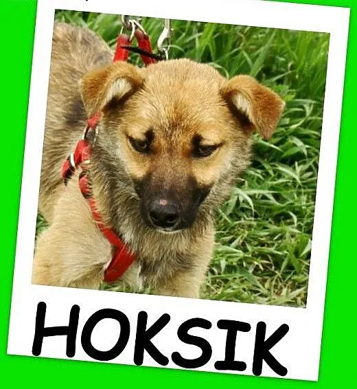 Radosny, mały 10 kg, młody psiak HOX,towarzyski,ła