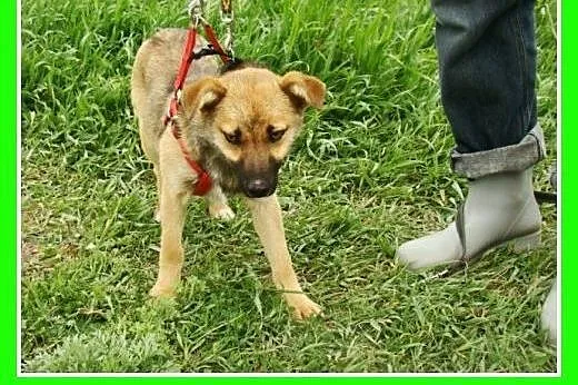 Radosny, mały 10 kg, młody psiak HOX,towarzyski,ła