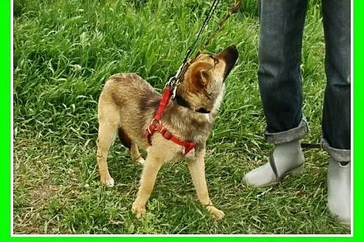 Radosny, mały 10 kg, młody psiak HOX,towarzyski,ła