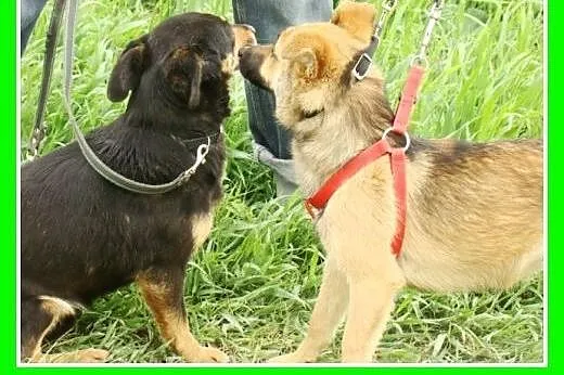 Radosny, mały 10 kg, młody psiak HOX,towarzyski,ła