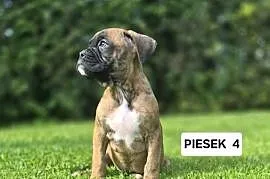 Szczeniaki Bokser