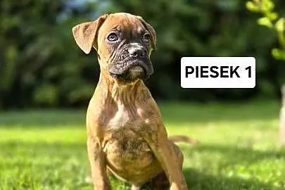 Szczeniaki Bokser, Wielkopolskie, Baszyny