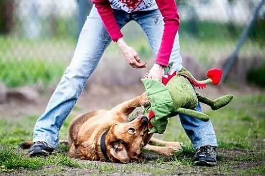 LEILA - radosna, wesoła i przyjacielska sunia szuk