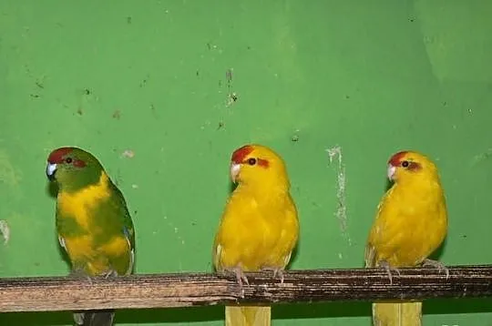 Modrolotki i inne papugi