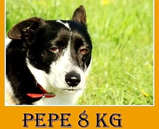 8kg,krótkie łapki, sympatyczny,łagodny,towarzyski