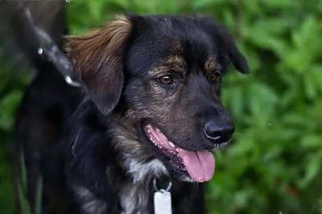 Cliff – młodziak do adopcji,  śląskie So