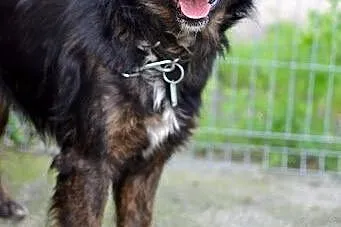 Cliff – młodziak do adopcji,  śląskie So