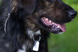 Cliff – młodziak do adopcji,  śląskie So