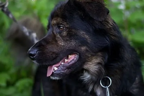 Cliff – młodziak do adopcji,  śląskie So