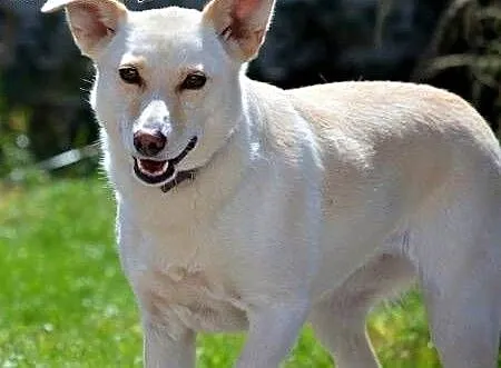 MILKA - piękna, biała sunia już tak długo szuka domu... ADOPTUJ!, mazowieckie Warszawa, Mazowieckie, Warszawa