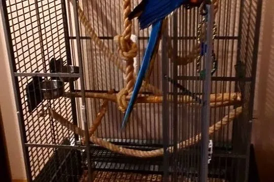 Papuga ara ararauna z klatka, Ciechanów