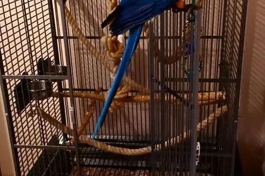 Papuga ara ararauna z klatka, Ciechanów