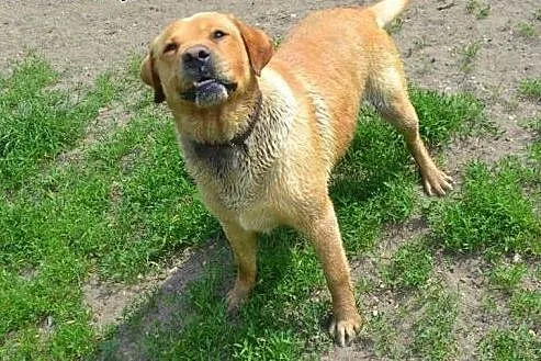 Labrador kocha dzieci,  wielkopolskie Poznań