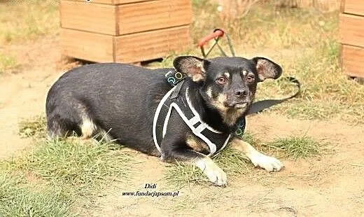 Didi - niewielki piesek bez ogonka, mazowieckie N
